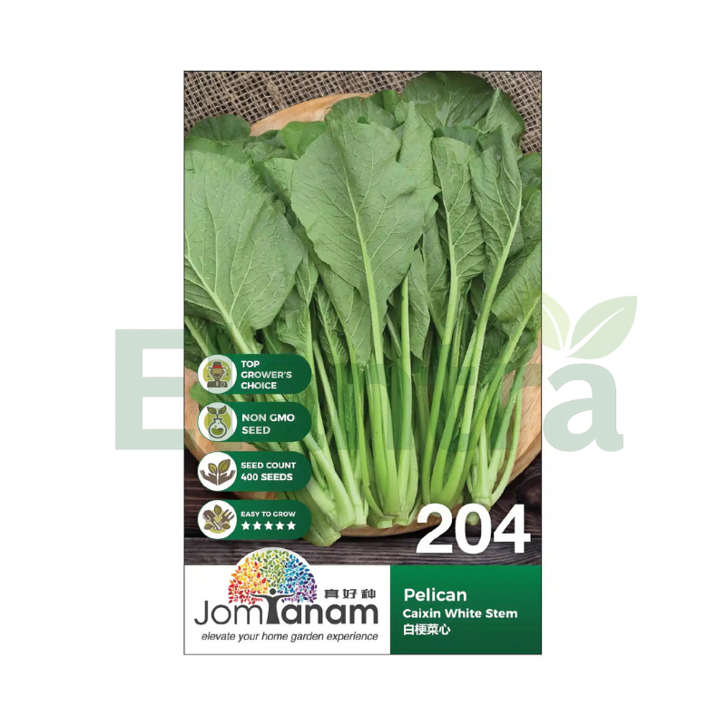 204 CAIXIN WHITET STEM